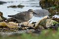 Polarsnipe - Red knot (Calidris canutus)1k